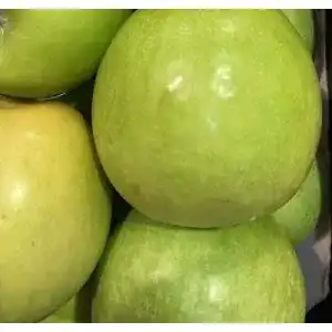 Weißer Klarapfel Pflanzhits 1st. kräftig gewachsen im großen Topf