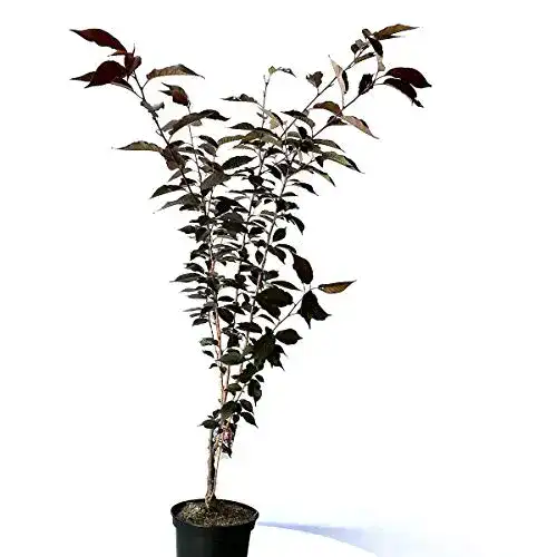 Japanische Nelkenkirsche Müllers Grüner Garten Shop Rotblättrig