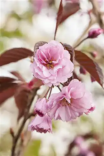 Japanische Nelkenkirsche PlantaPro Zierkirsche ‘Royal Burgundy’