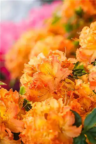 Rhododendron (orange) PlantaPro Rhododendron lut. ‘Gibraltar’