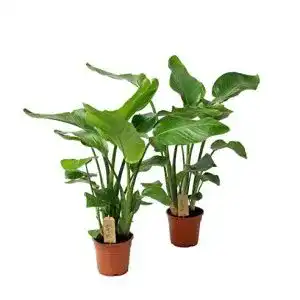Strelitzie-Pflanze Blumen Senf Strelitzia nicolai, 3 Pflanzen