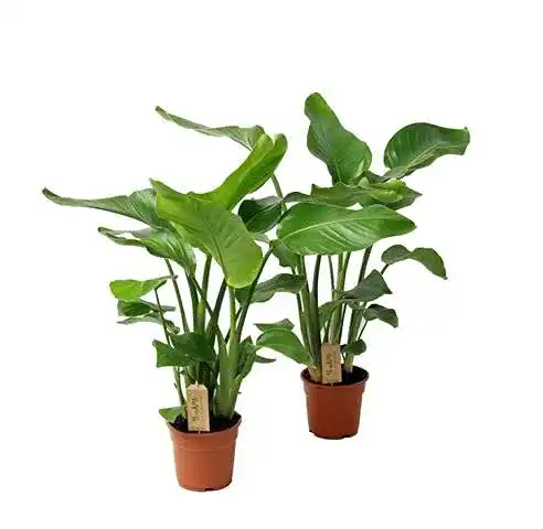 Strelitzie-Pflanze Blumen Senf Strelitzia nicolai, 3 Pflanzen