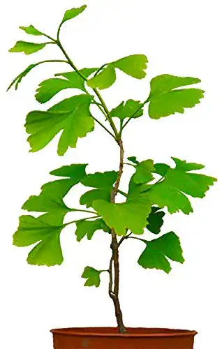 Die beste Ginkgobaum Urweltbäume Seedeo® Ginkgo biloba, 2,5 Jahre 2026 Test Bestseller Ginkgobaum Urweltbäume Seedeo® Ginkgo biloba, 2,5 Jahre