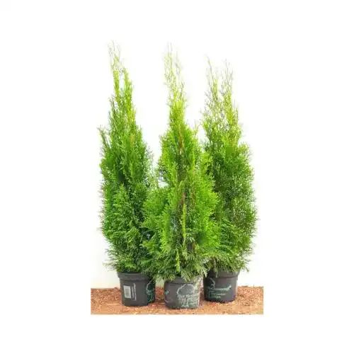 Tanne im Topf PlantaPro Edel Thuja Smaragd immergrün