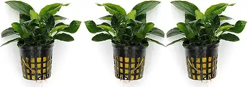 Anubia WFW wasserflora 3 Töpfe Nana/Zwergspeerblatt
