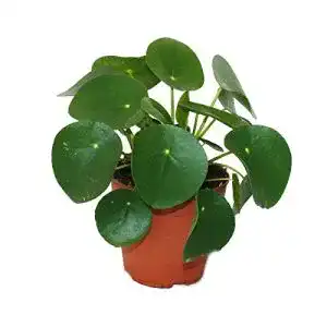 Ufopflanze exotenherz, Bauchnabelpflanze im 11cm Topf