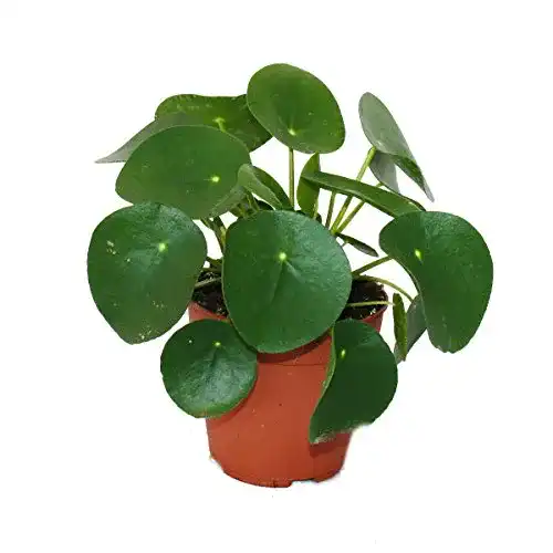 Ufopflanze exotenherz, Bauchnabelpflanze im 11cm Topf