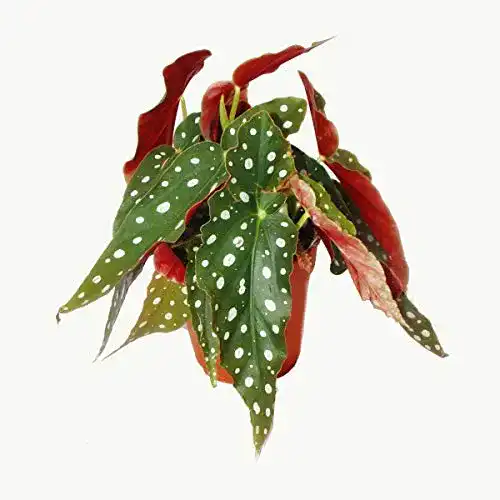 Forellenbegonie exotenherz, Polka-Dot Begonie