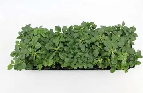 Die beste Dickmännchen PlantaPro Pachysandra terminalis immergrün 2026 Test Bestseller Dickmännchen PlantaPro Pachysandra terminalis immergrün