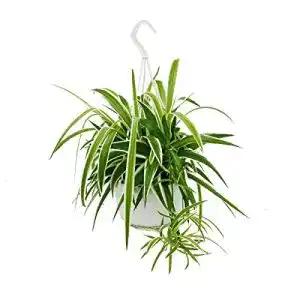 Leuchterblume exotenherz, Chlorophytum, Grünlilie, 15cm Topf