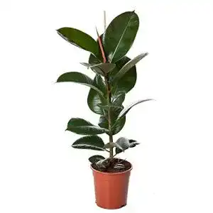 Gummibaum Blumen Senf 30-40 cm Ficus elastica Robusta