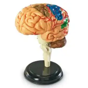 Gehirn-Modell Learning Resources Anatomiemodell des menschlichen Gehirns