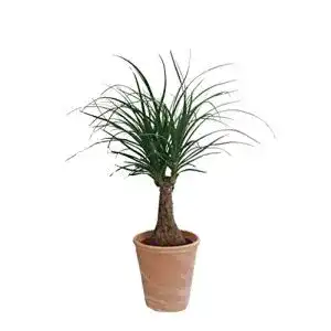 Elefantenfuß-Pflanze Dominik Blumen und Pflanzen, circa 30 cm