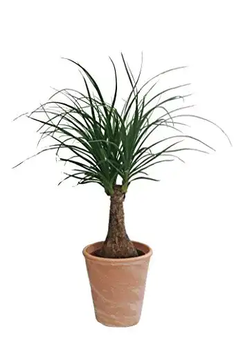 Elefantenfuß-Pflanze Dominik Blumen und Pflanzen, circa 30 cm