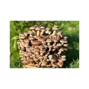 Pilzkultur Pilzmännchen Bio Shiitake Pilzzuchtkultur Compact