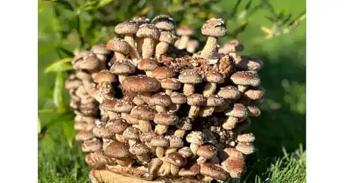 Pilzkultur Pilzmännchen Bio Shiitake Pilzzuchtkultur Compact