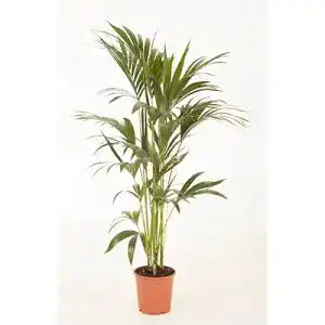 Kentia-Palme Blumen Senf Kentia Palme 140-150 cm