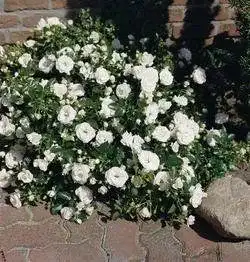 ADR-Rose Rosen Union Kleinstrauchrose ‘Aspirin-Rose’ -R-