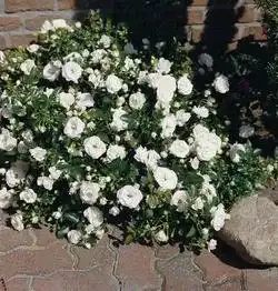 ADR-Rose Rosen Union Kleinstrauchrose ‘Aspirin-Rose’ -R-