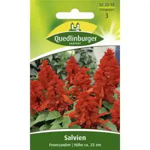 Feuersalbei Quedlinburger Salvie, Feuerzauber