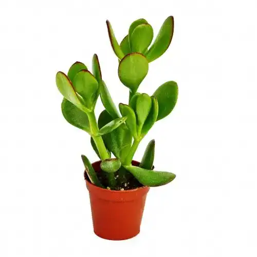 Crassula exotenherz, portulacea, Geldbaum im 5,5cm Topf