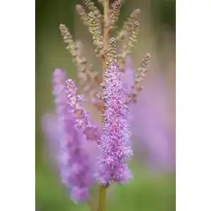 Astilbe PlantaPro chinensis var.pumila, gen. Teppichspiere