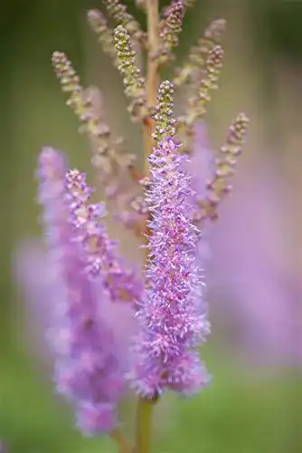 Astilbe PlantaPro chinensis var.pumila, gen. Teppichspiere