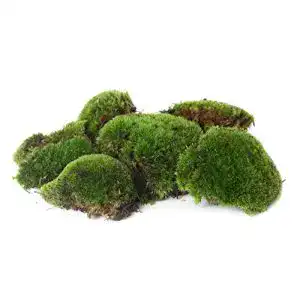 Moos sphagnum-shop.com Bollen Platten Kugel 1000g lebend