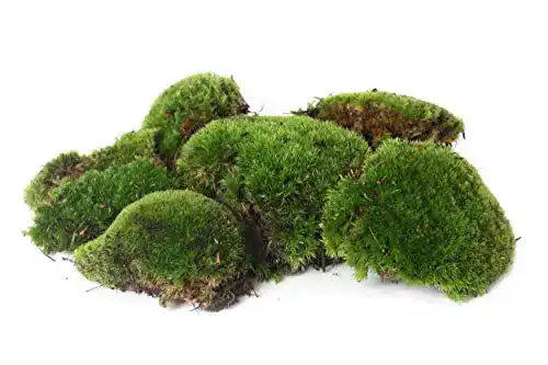 Moos sphagnum-shop.com Bollen Platten Kugel 1000g lebend