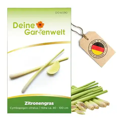 Zitronengras-Samen Deine Gartenwelt Zitronengras Samen