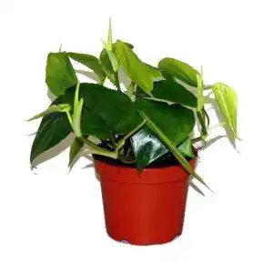 Philodendron scandens unsere-gaertnerei-mueller, rankend