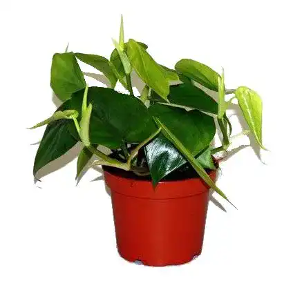Philodendron scandens unsere-gaertnerei-mueller, rankend