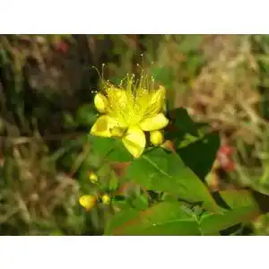 Johanniskraut-Samen Seedeo Johanniskraut, 300 Samen