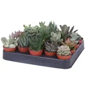 Sukkulenten Home of Christmas 20 BS Trading 5,5cm Topf