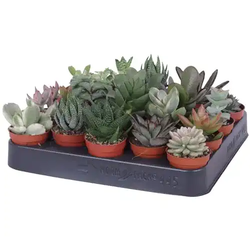Sukkulenten Home of Christmas 20 BS Trading 5,5cm Topf