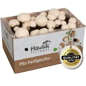 Pilzkultur Hawlik Pilzbrut, weiße Champignon Pilzzucht-Set
