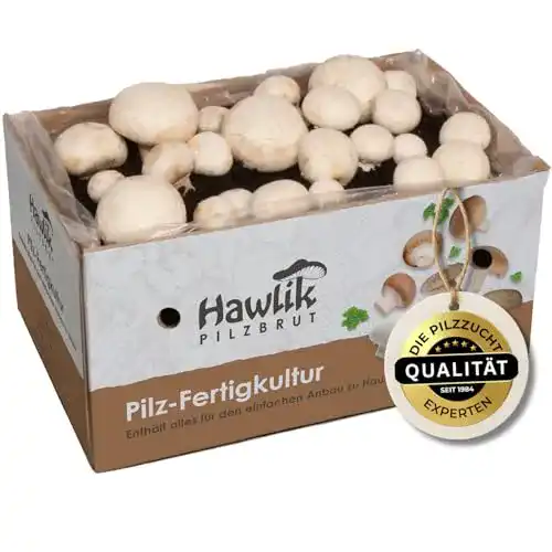 Pilzkultur Hawlik Pilzbrut, weiße Champignon Pilzzucht-Set
