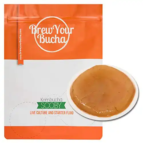 Kombucha-Pilz Brew Your Bucha Eswai Designs DE mit Starter Fluid
