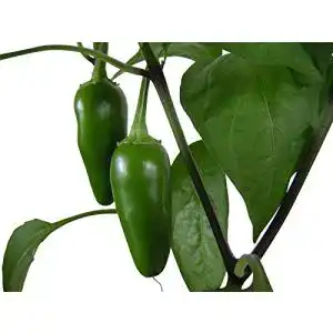 Jalapeno-Samen Samenchilishop Jalapeno Early 20+ Samen