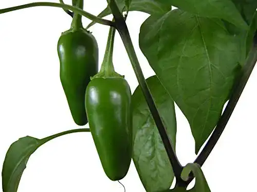 Jalapeno-Samen Samenchilishop Jalapeno Early 20+ Samen