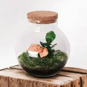Pflanzen-Terrarium botanicly Flaschengarten Set – Ökosystem