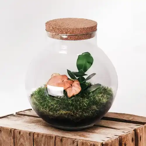 Pflanzen-Terrarium botanicly Flaschengarten Set – Ökosystem