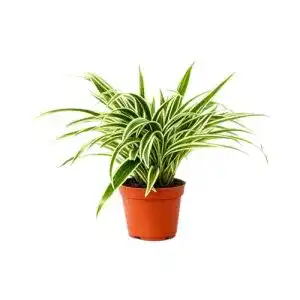 Grünlilie Blumen-Senf Chlorophytum Laxum 30 cm Luftreinigend