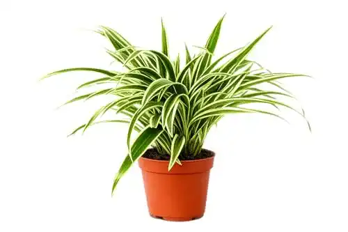 Grünlilie Blumen-Senf Chlorophytum Laxum 30 cm Luftreinigend