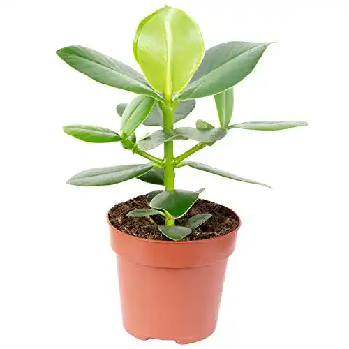 Clusia FLOWERBOX Balsamapfel, rosea, Höhe ca. 25 cm