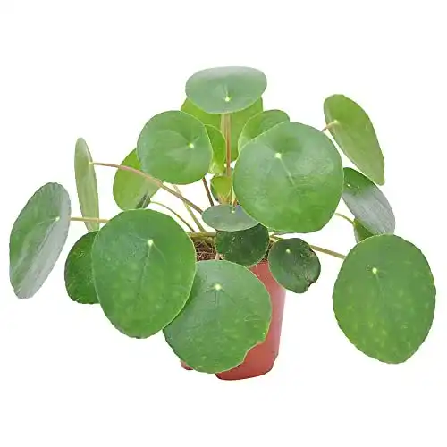 Ufopflanze BAKKER Pilea peperomioides, Lieferhöhe 15-20cm