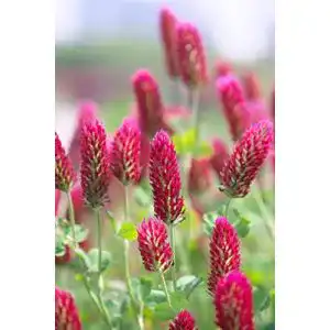 Inkarnatklee Generisch 3000+ Samen Trifolium incarnatum Blutklee