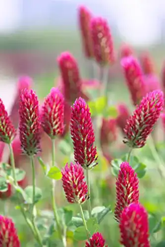 Inkarnatklee Generisch 3000+ Samen Trifolium incarnatum Blutklee