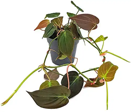 Philodendron Fangblatt, scandens Micans, samtiger Baumfreund