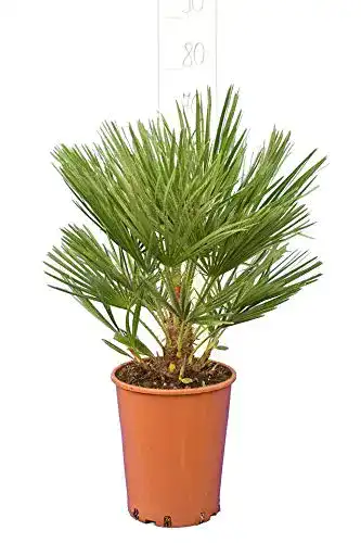 Zwergpalme PflanzenFuchs Palme, Chamaerops humilis, 70-80cm